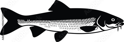 Detailed freshwater fish artwork