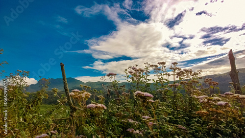 Wildflowers in Mountain Landscape Under Dramatic Cloudy Sky at the Elephant Hill hiking trail in the Aberdare Ranges, Kenya 
