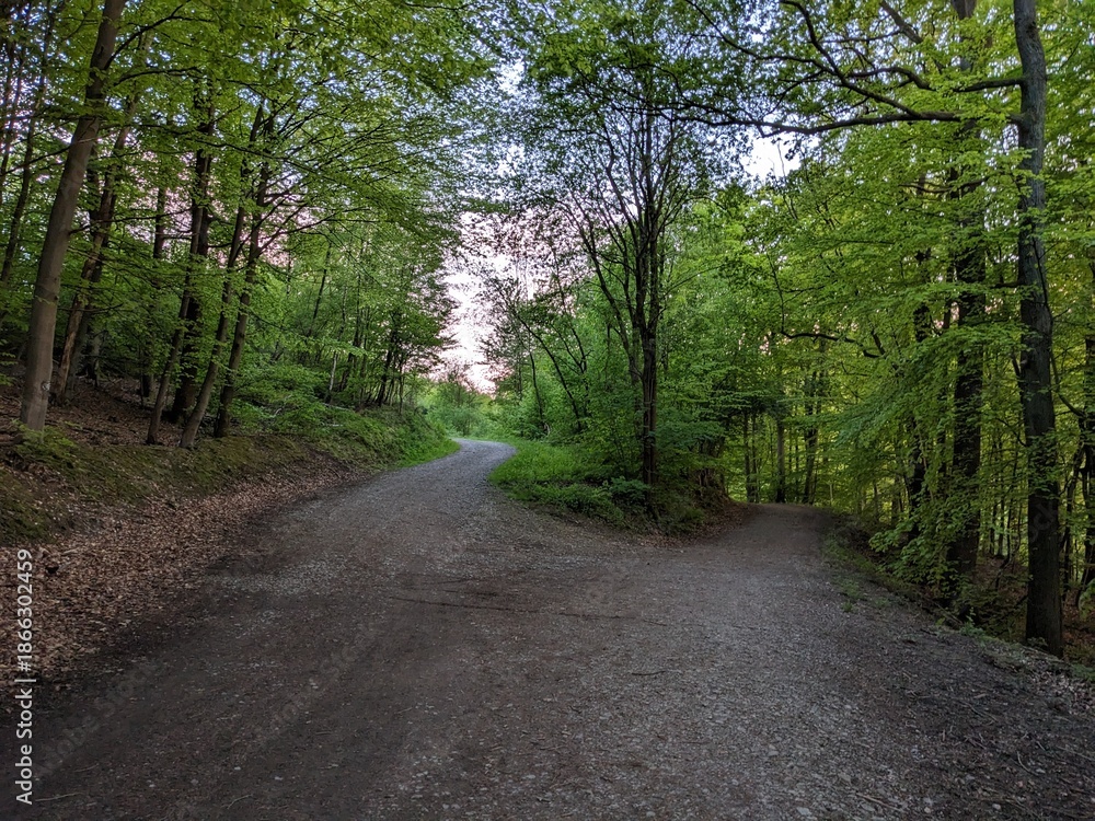 Obraz premium road in the forest