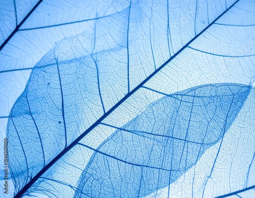 Close-up of translucent, skeletal leaves showing intricate vein patterns