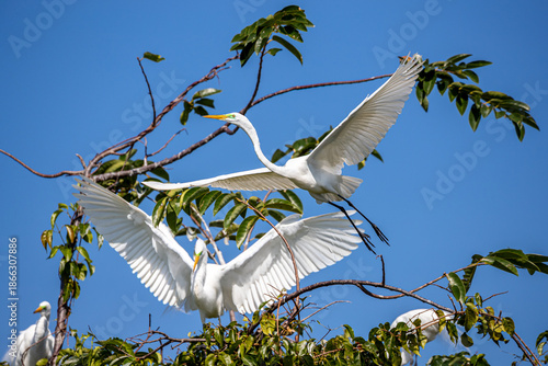 Guatemala, Rio Dulce, Great Egret (Ardea alba)