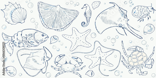 Detailed sketch of various marine life including fish turtles and shellfish