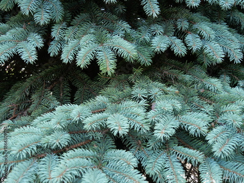 Canvas Print HAKODATE, JAPAN – JULY 24, 2025: A close-up of the silvery-blue needles of a coniferous tree, likely a blue spruce, captured in a park in Hakodate, Hokkaido