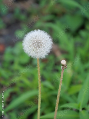 Fényképezés HAKODATE, JAPAN – JULY 24, 2025: A delicate white dandelion seed head captured in a summer field in Hakodate, Hokkaido, showcasing the intricate geometric patterns of nature