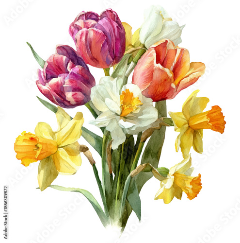 Spring watercolor bouquet of colorful tulips, white and yellow narcissus and daffodils with loose artistic brushstrokes on a transparent background, elegant floral composition
