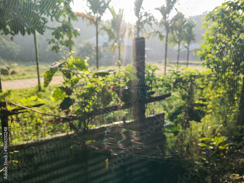 Tropical Rural Sunrise in Champamura, Tripura India