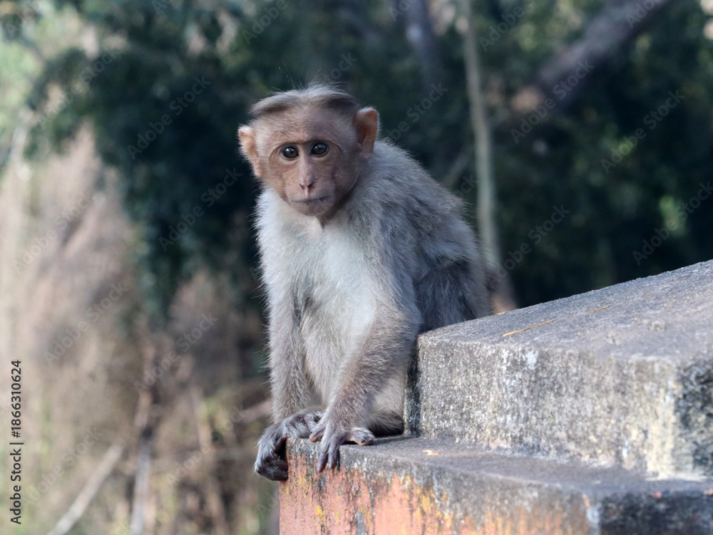Naklejka premium cute monkey in roadside sitting