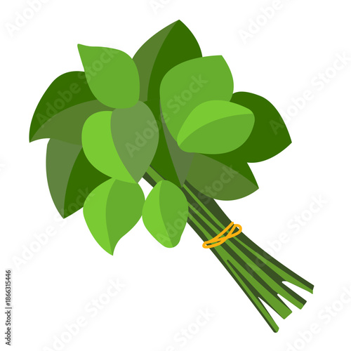 Tied green spinach plant isolated on white background