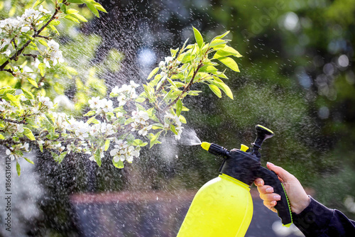 Close up view of hand holding sprayer device, applying mist of water droplets to delicate white blossoms and vibrant green leaves of fruit tree in bloom, garden scene
