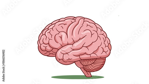 Human Brain Anatomy Infographic with Icons - Creative Intelligence Concept, Isolated on transparent background. Neural Network, Cognitive Function Design