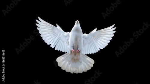 White dove in mid flight with fully spread wings isolated on black background symbolizing peace freedom purity and spirituality