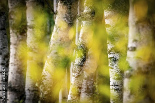 Birch stems through yellow leaves, birch (Betula), forest, Sweden