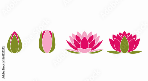 Lotus flower growth stages from bud to full bloom.