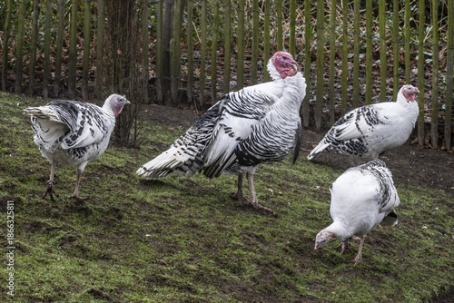 Cröllwitz turkeys (Meleagris gallopavo f. domestica), Tierpark Nordhorn, Lower Saxony, Germany