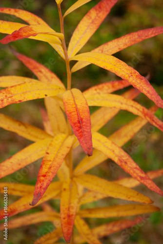 Red and yellow leaves of rosebay willowherb