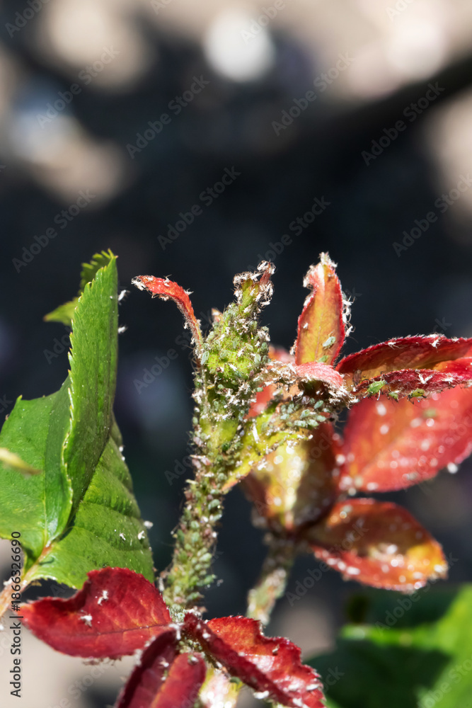 Φωτογραφία Close up of frosted plant buds and red leaves glistening in morning light