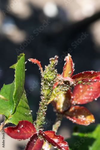 Close up of frosted plant buds and red leaves glistening in morning light. A ...
