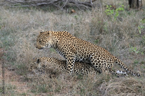 Leopard (Panthera pardus), adult, pair, mating, Sabi Sand Game Reserve, Kruger National Park, Kruger National Park, South Africa