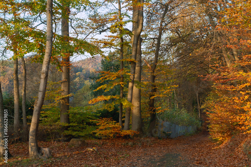 Herbstlicher Mischwald im Bergland mit Laub und Weg