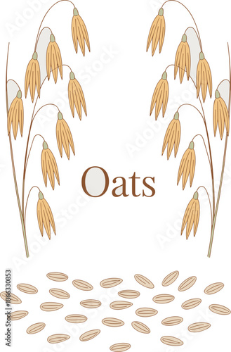 Minimalist oat grain illustration with stalks and seeds for healthy eating and natural food concepts organic cereal crop artwork for packaging designs and wellness branding botanical style farm fresh