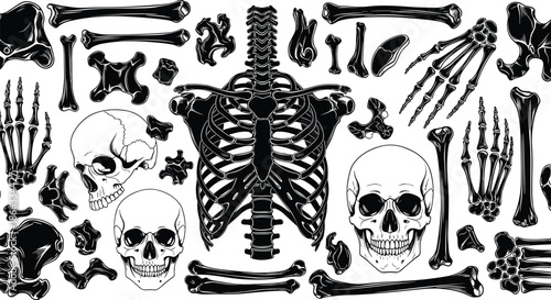 Human skeleton anatomy silhouette set featuring skull ribcage spine bones hands feet medical education black vector illustration collection