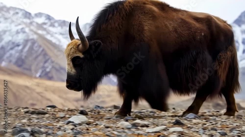 A large, shaggy yak walks on rocky ground with a snowy mountain range in the background