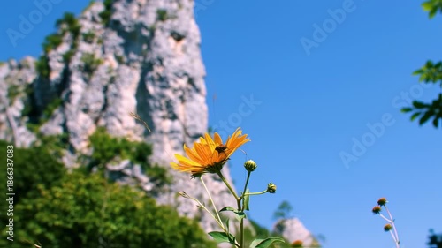 A yellow flower with an insect, a rocky mountain, green foliage, and a blue sky