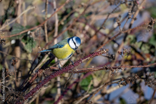 Blue Tit perched on a bramble branch