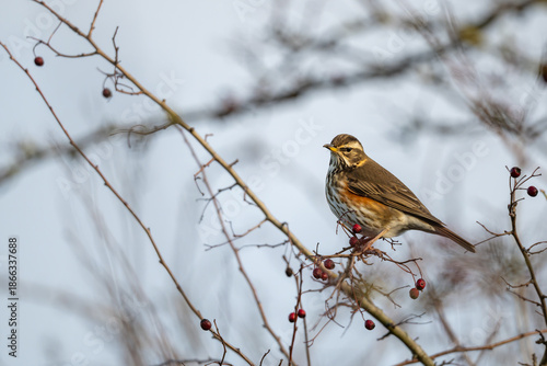 Photos Redwing, Turdus iliacus, perched on a twifg