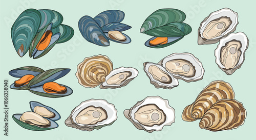 Realistic illustration set of edible seafood features various types of opened and closed mussels and oysters on a light background.