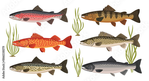 Scientific illustration set identifies different species of trout and salmon with realistic details and underwater plants.