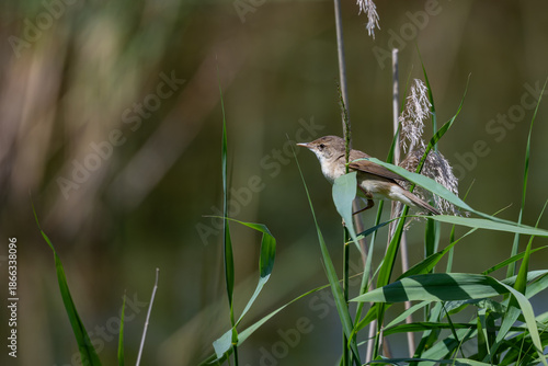 Reed Warbler, Acrocephalus scirpaceus, perched on a reed stem