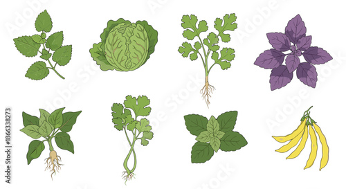 Set of various green leafy vegetables and herbs including cabbage, cilantro, basil, and mint in a hand drawn style.