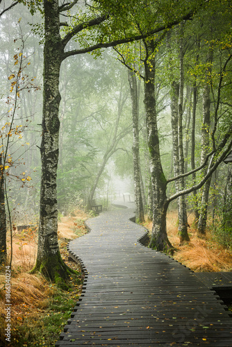 Nebelstimmung im Schwarzem Moor in der Bayrischen Rhön