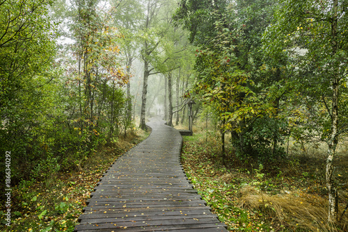 Nebelstimmung im Schwarzem Moor in der Bayrischen Rhön