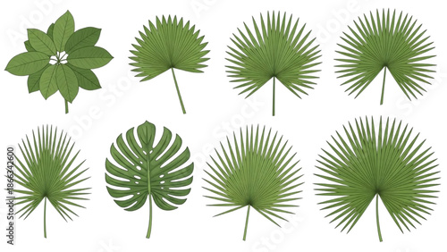Collection of various green leaves and palms against a white background