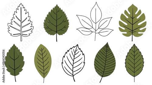 A collection of various leaf illustrations displayed on a white background from a direct viewpoint