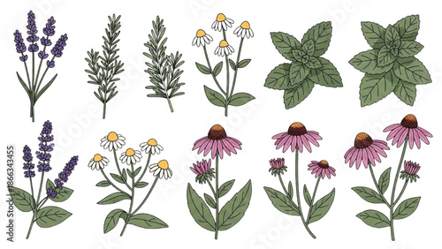 Illustration of various herbal plants and flowers including lavender, echinacea, and daisy on a white background from a top view