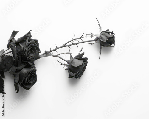 Dark wilted black rose bouquet isolated on pure white background strong visual impact horizontal
