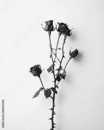 Realistic black roses cluster on clean white backdrop dramatic minimalist vertical composition