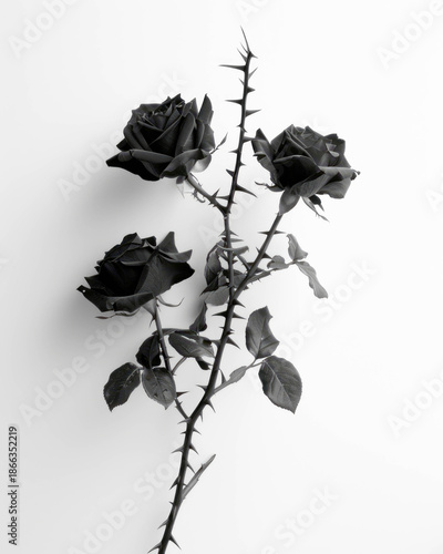 Realistic black rose bouquet with thorns on clean white background high contrast vertical copy space