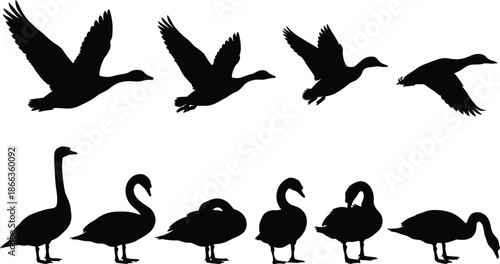 Flying and standing goose bird silhouettes set, wildlife waterfowl collection, black animal shapes, nature vector illustration design