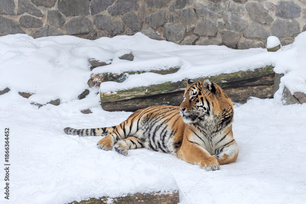 Obraz premium Bengal Tiger Lying in White Snow with Stone Wall Background