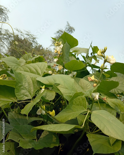 Bean plants with flowers grows sunny light