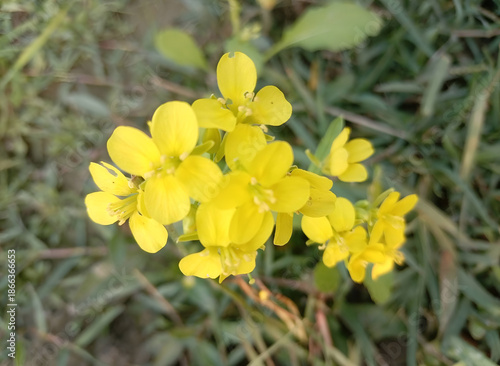 Closeup of beautiful mustard flower with background blur in winter season