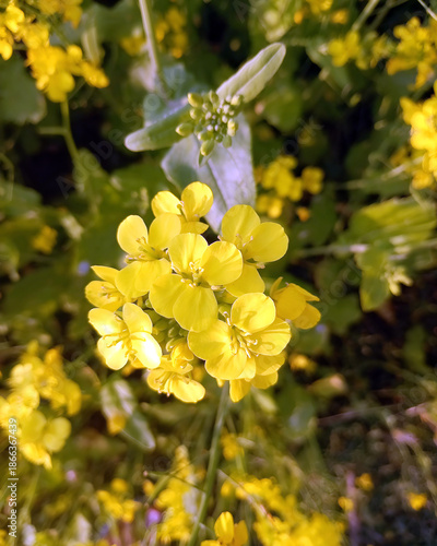 Yellow Mustard Flowers Blooming in a Green Field