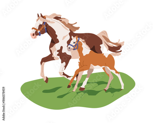 Paint horses on grass. Pinto mare and foal running, walking on field. Thoroughbred equine animal family in countryside pasture, country nature. Flat vector illustration isolated on white background.