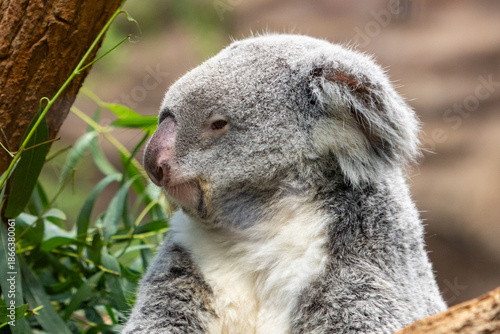 Photography Koala