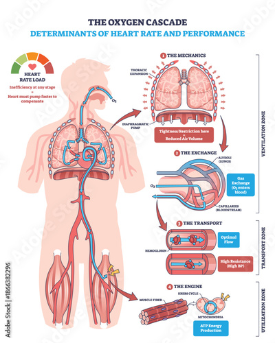 Oxygen cascade and heart rate performance shown through lungs, heart, and muscles, mapping mechanics, gas exchange, transport, and ATP use to explain load and efficiency. Outline diagram