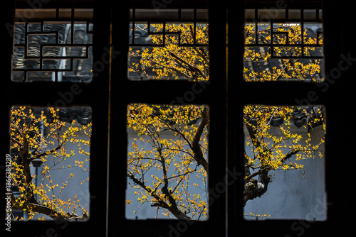 Wallpaper Mural Golden Blossoms Through Latticed Windows, Suzhou Garden Torontodigital.ca